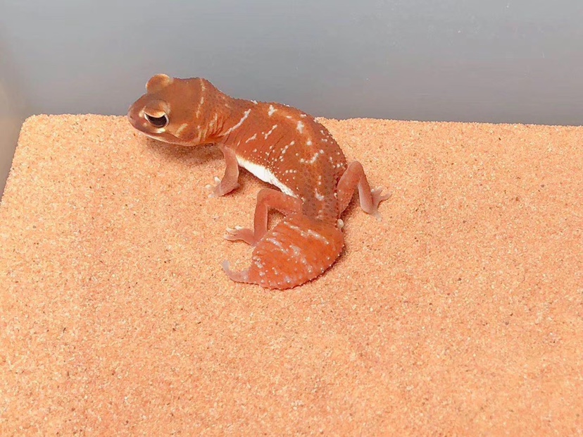 睫角守宫 雨林中的神秘精灵与摄影之美